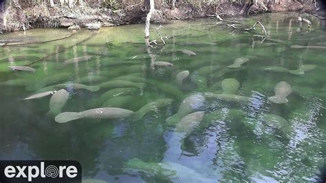 blue springs state park webcam|Blue Spring underwater webcam